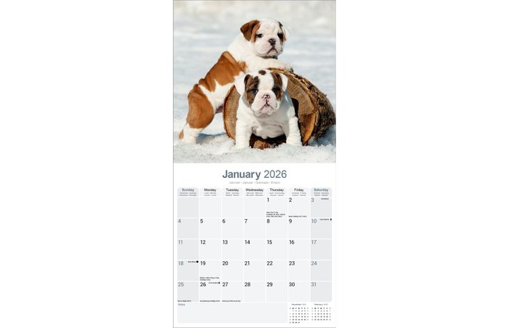 Avonside Kalender 26 Bulldogs as