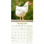 Kalender 26 Chickens as