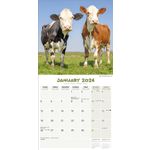 Kalender 26 Cows as