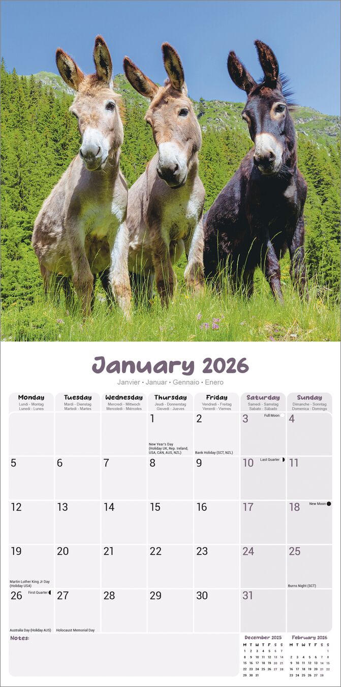 Avonside Kalender 26 Donkeys as