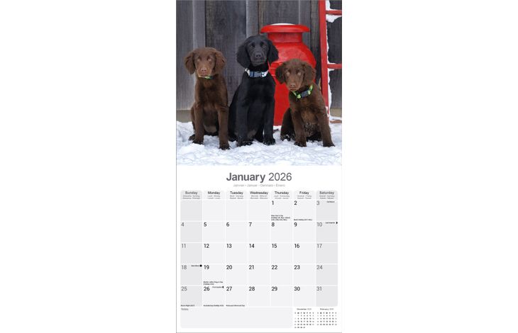 Avonside Kalender 26 Flat Coated Retr. as