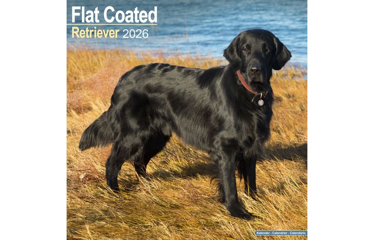 Avonside Kalender 26 Flat Coated Retr. as