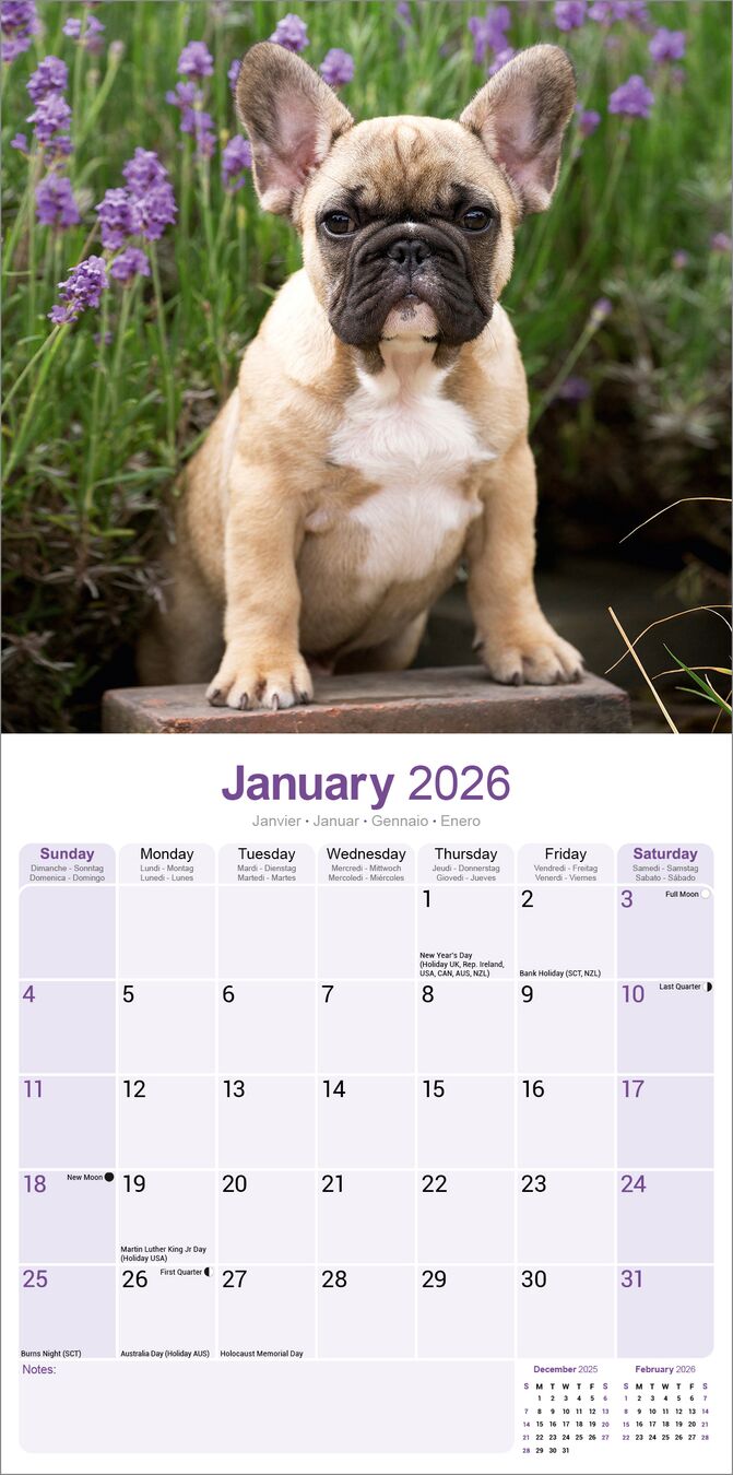 Avonside Kalender 26 French Bulldogs as