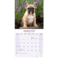 Avonside Kalender 26 French Bulldogs as