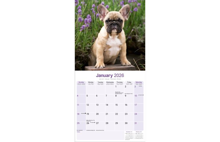 Avonside Kalender 26 French Bulldogs as