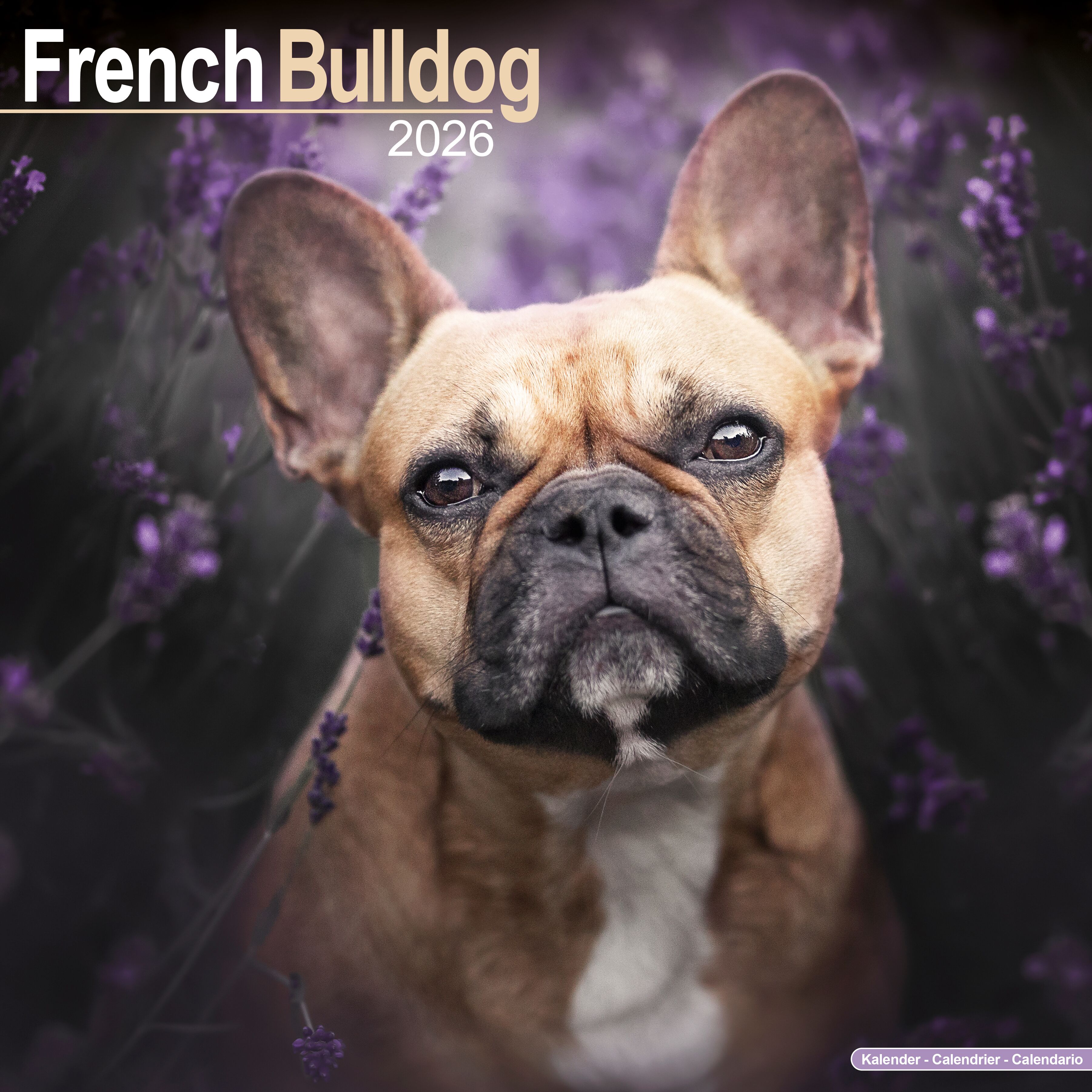 Avonside Kalender 26 French Bulldogs as