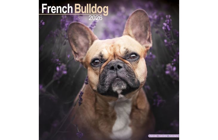 Avonside Kalender 26 French Bulldogs as