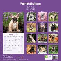 Avonside Kalender 26 French Bulldogs as