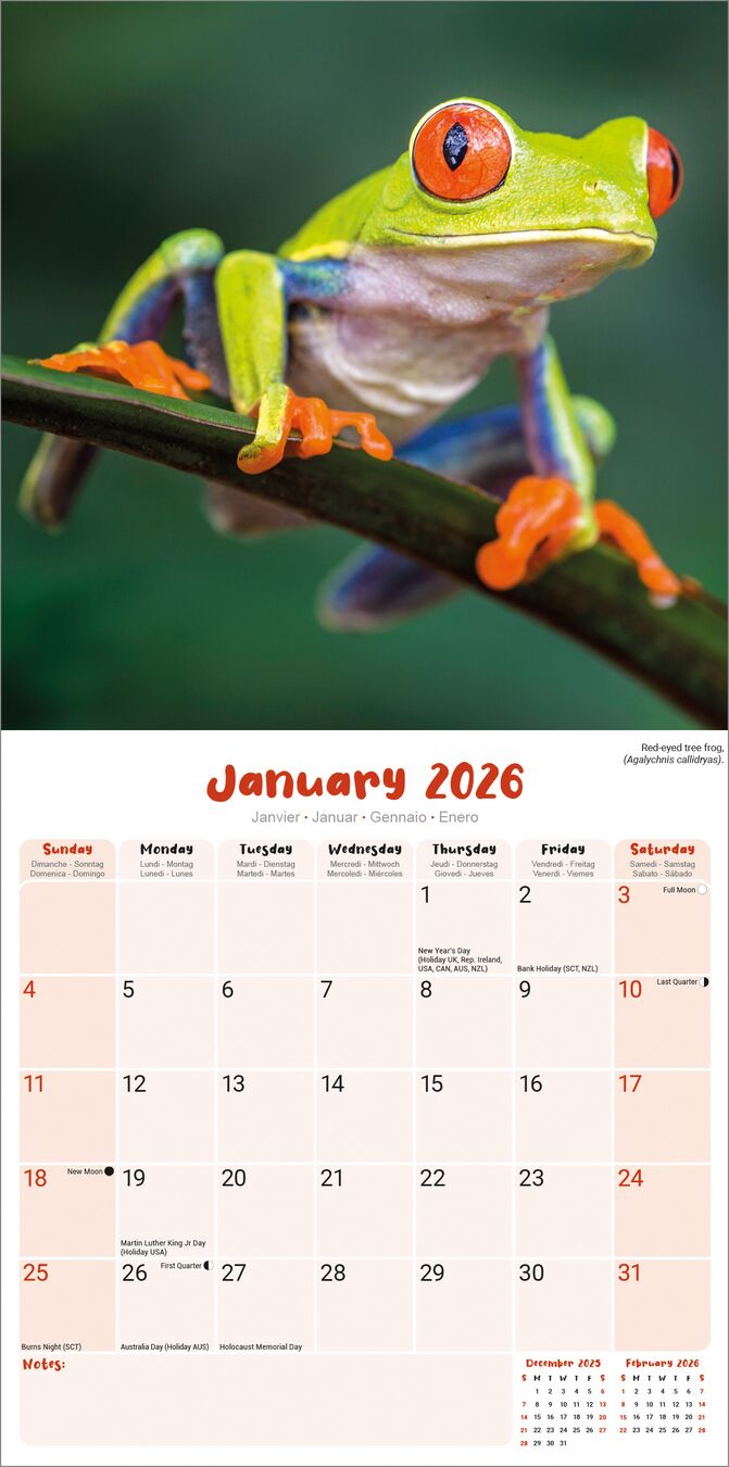 Avonside Kalender 26 Frogs as