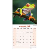 Avonside Kalender 26 Frogs as