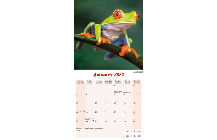 Avonside Kalender 26 Frogs as