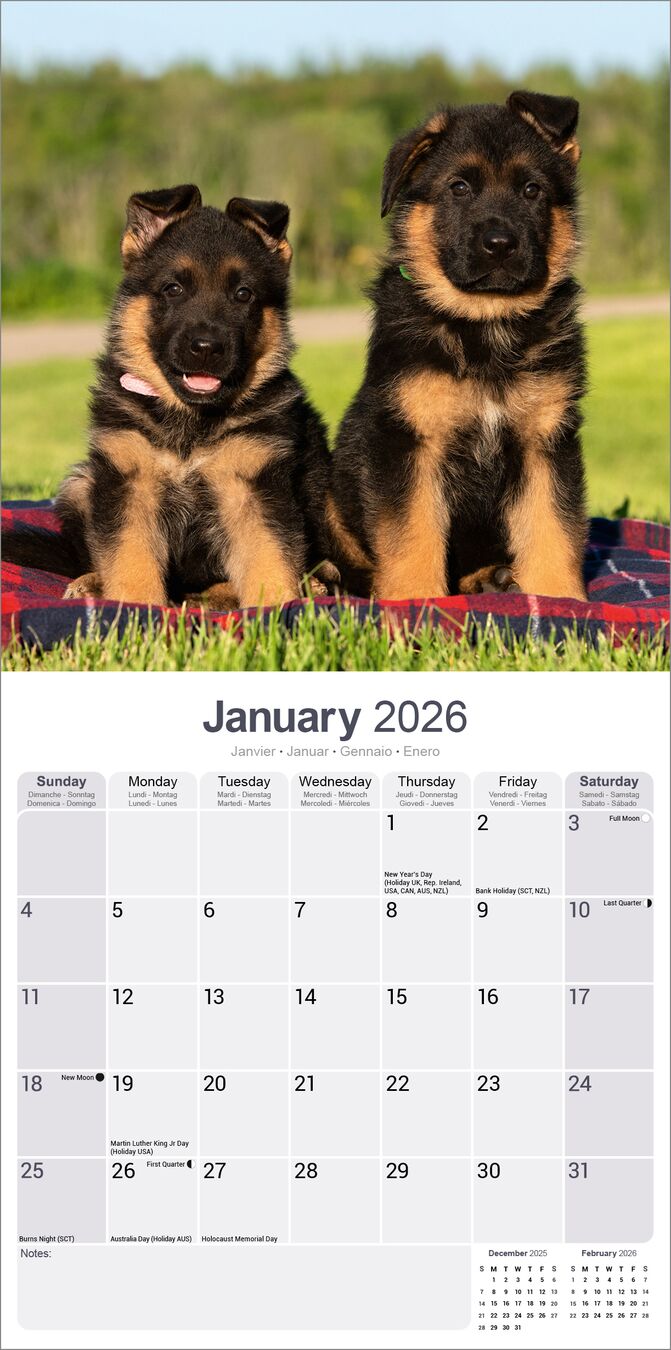 Avonside Kalender 26 German Shepherds as