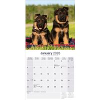 Avonside Kalender 26 German Shepherds as