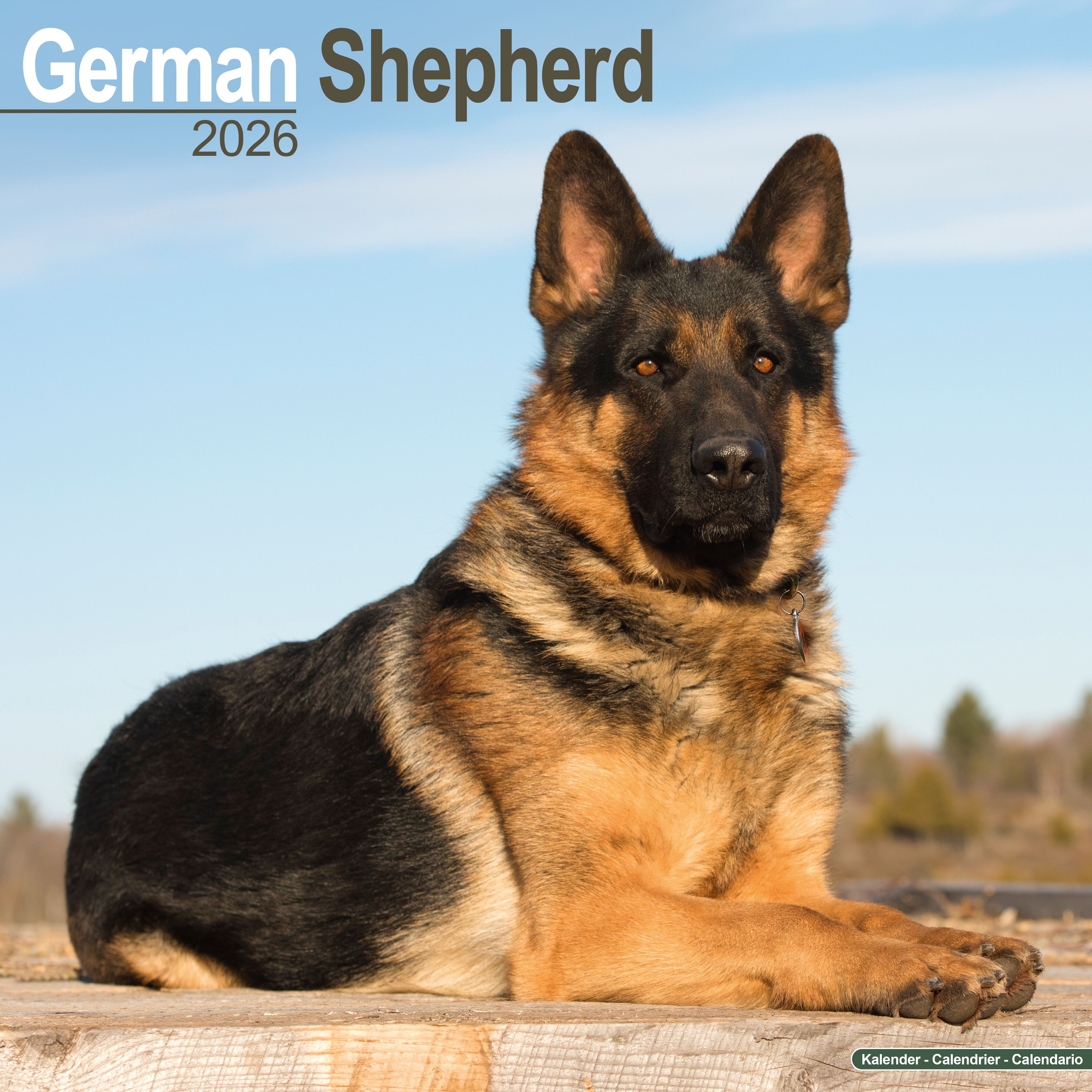 Avonside Kalender 26 German Shepherds as