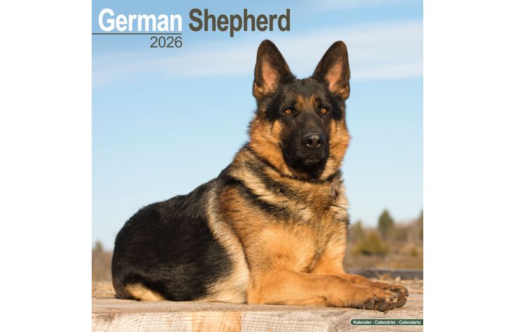 Avonside Kalender 26 German Shepherds as