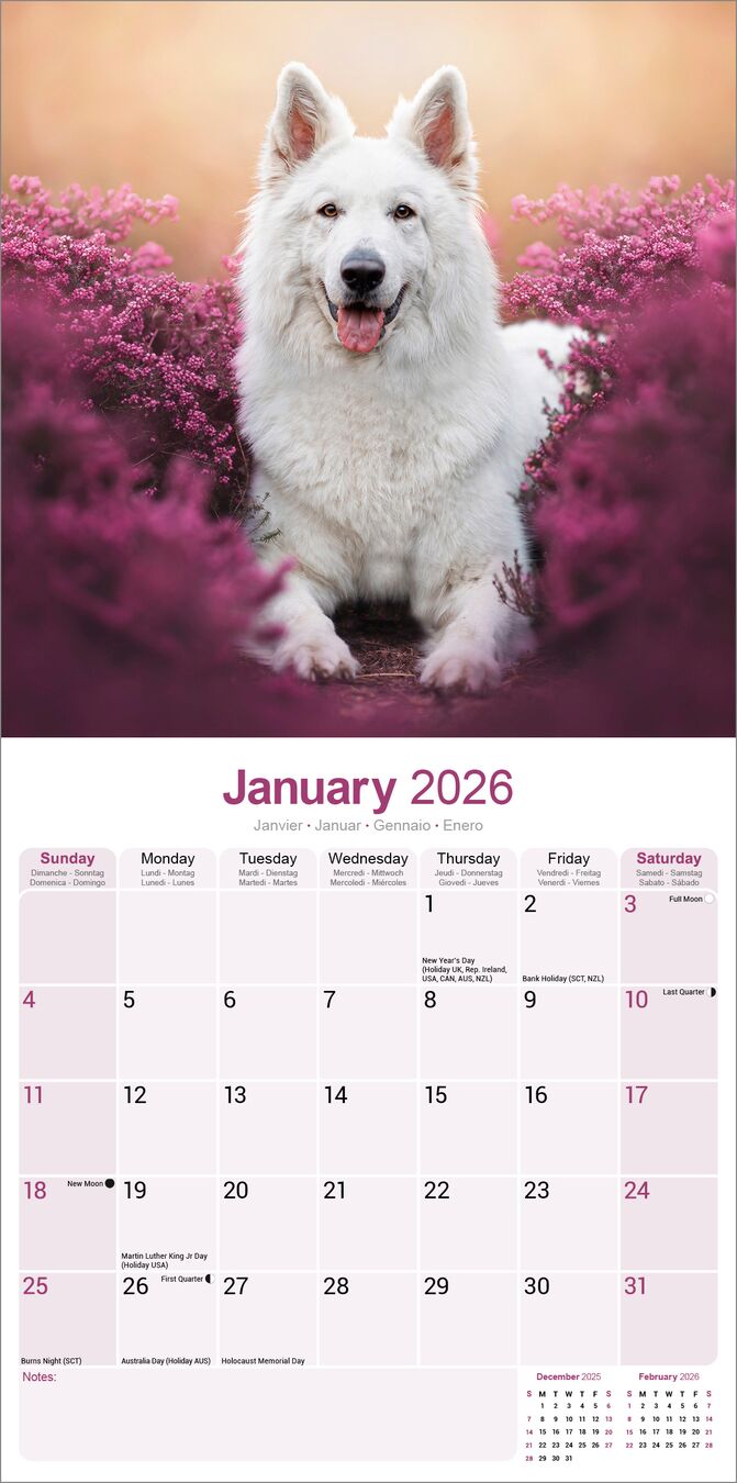 Avonside Kalender 26 German Shepherds White as