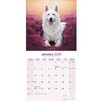 Avonside Kalender 26 German Shepherds White as