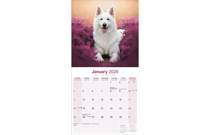 Avonside Kalender 26 German Shepherds White as