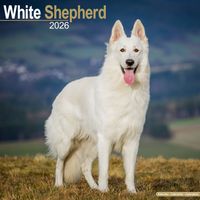 Avonside Kalender 26 German Shepherds White as