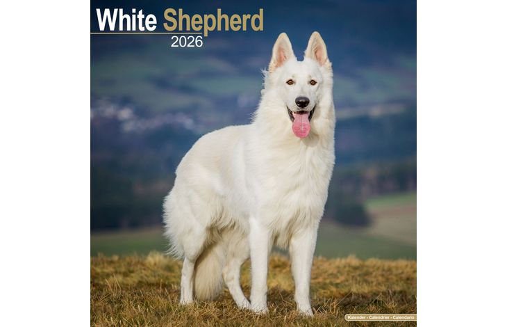 Avonside Kalender 26 German Shepherds White as
