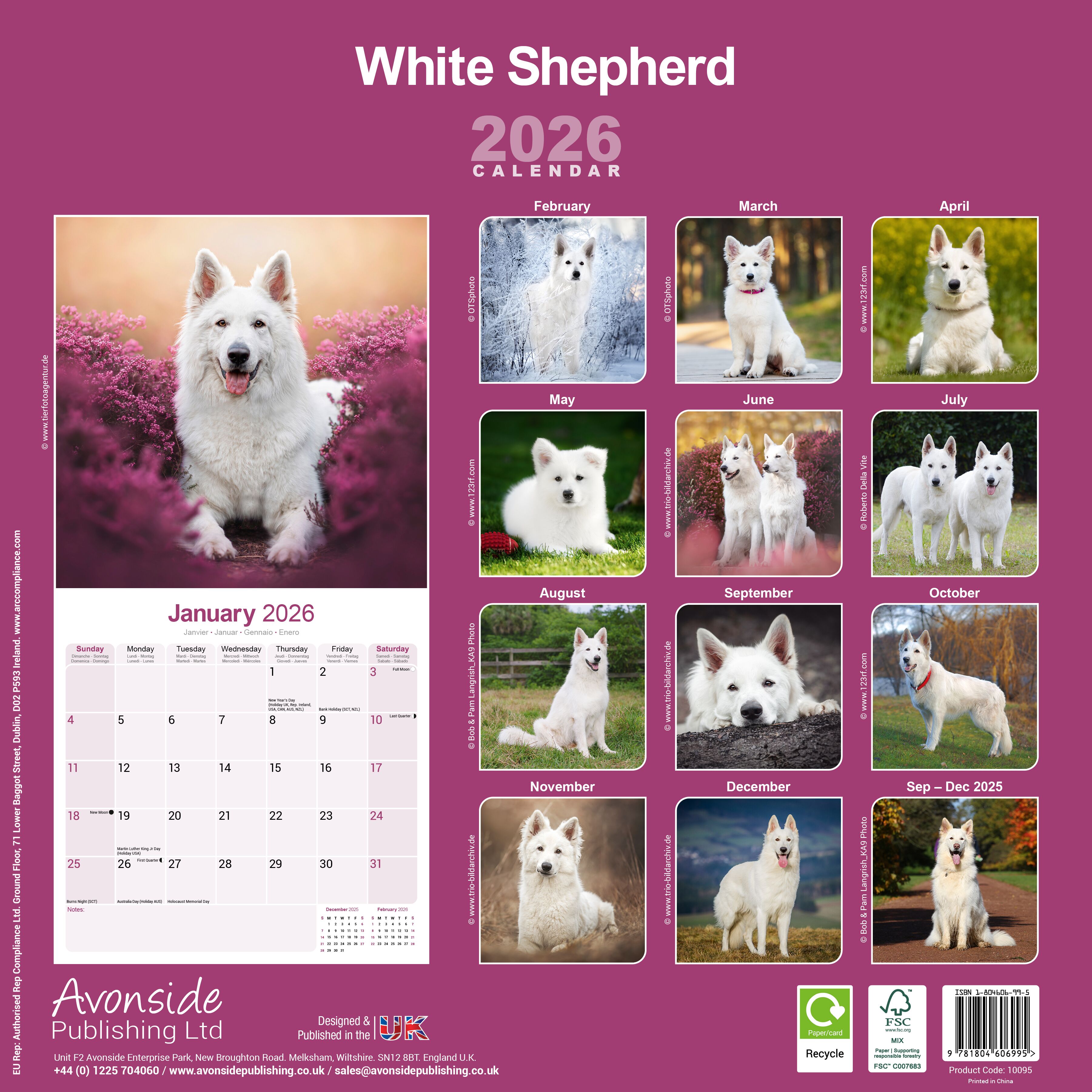 Avonside Kalender 26 German Shepherds White as