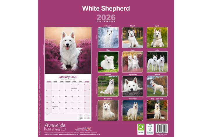 Avonside Kalender 26 German Shepherds White as