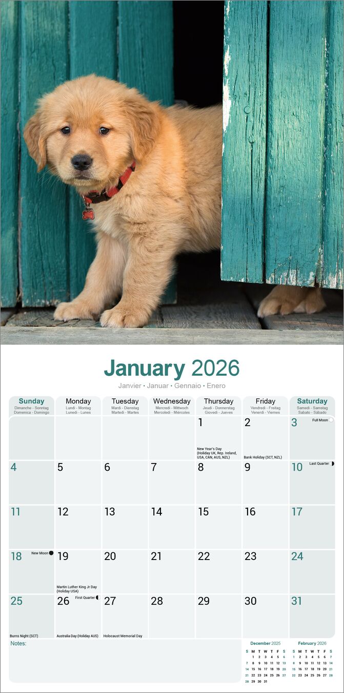 Avonside Kalender 26 Golden Retrievers as