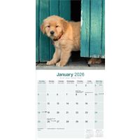 Avonside Kalender 26 Golden Retrievers as