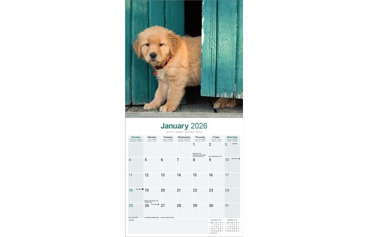 Avonside Kalender 26 Golden Retrievers as