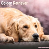 Avonside Kalender 26 Golden Retrievers as