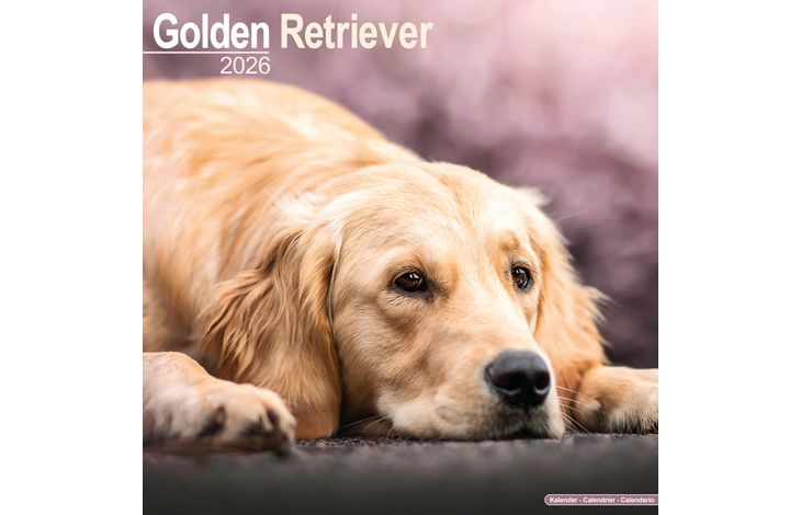 Avonside Kalender 26 Golden Retrievers as
