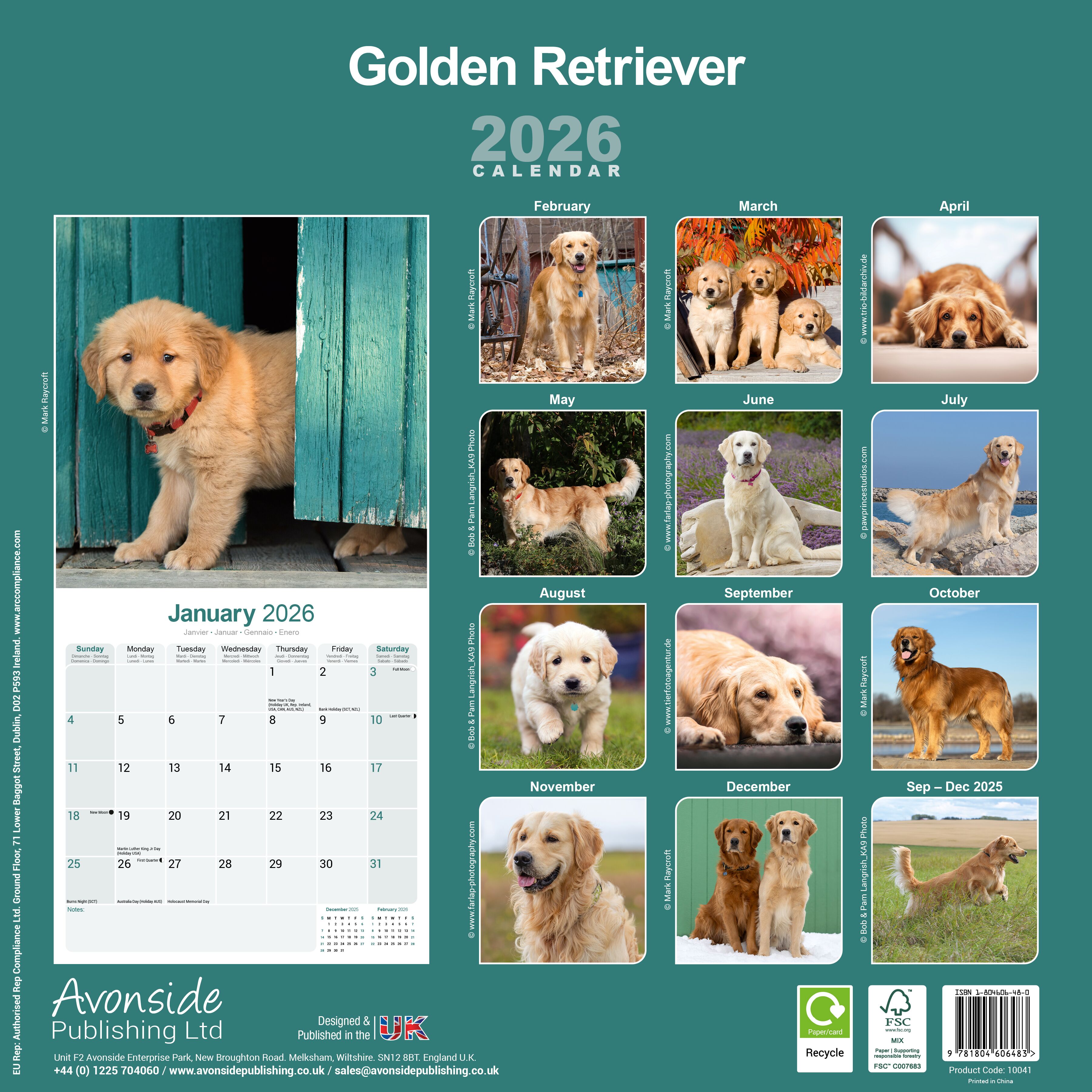 Avonside Kalender 26 Golden Retrievers as