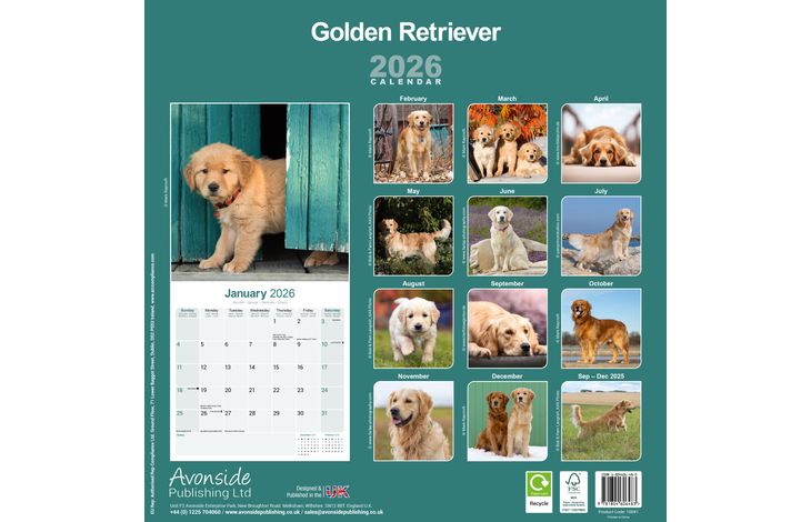 Avonside Kalender 26 Golden Retrievers as