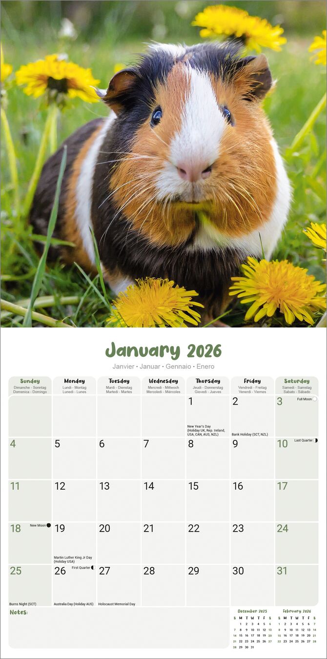 Avonside Kalender 26 Guinea Pigs as