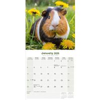 Avonside Kalender 26 Guinea Pigs as