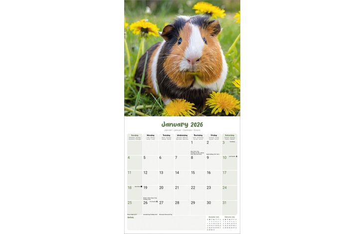Avonside Kalender 26 Guinea Pigs as