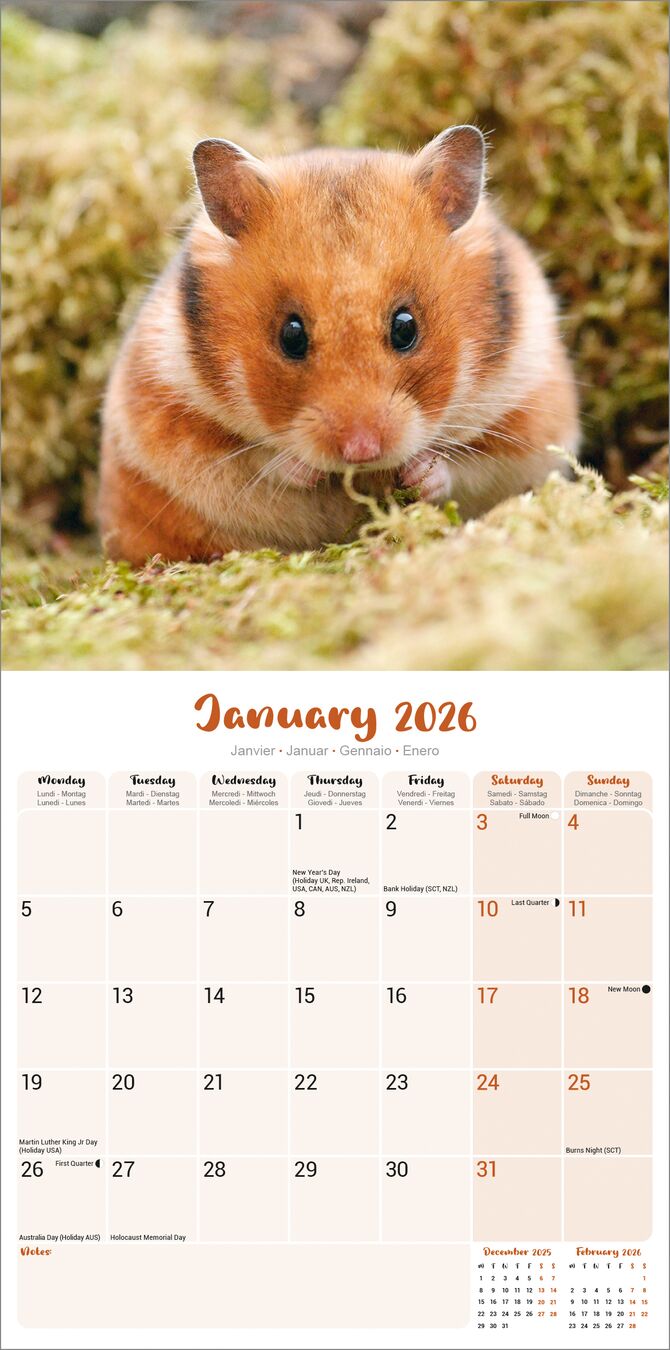 Avonside Kalender 26 Hamsters as