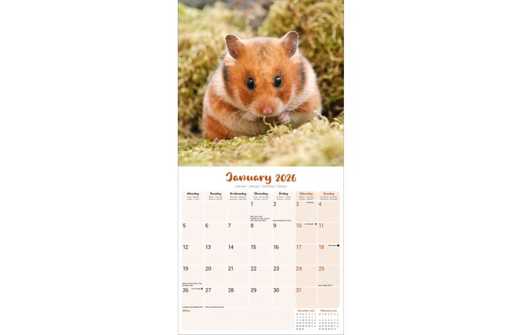 Avonside Kalender 26 Hamsters as