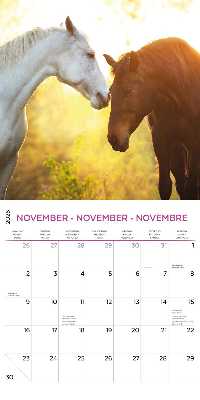 Plenty Gifts Kalender 26 Horse Lovers pg