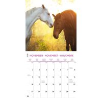 Plenty Gifts Kalender 26 Horse Lovers pg