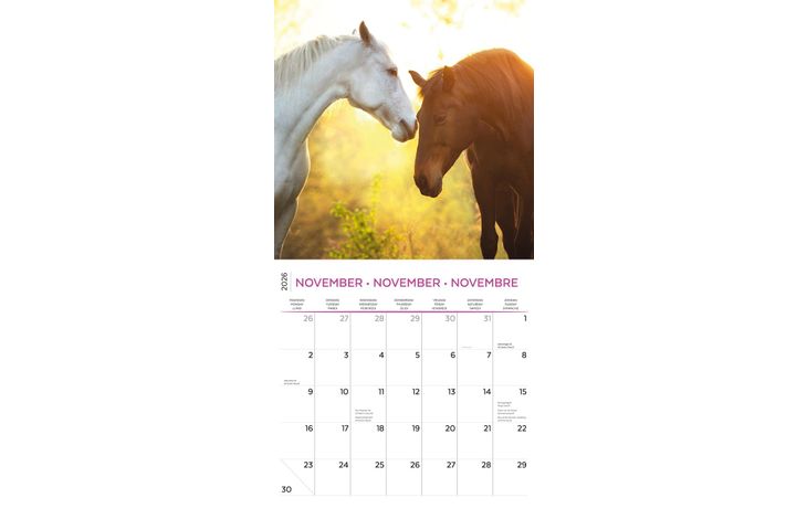 Plenty Gifts Kalender 26 Horse Lovers pg