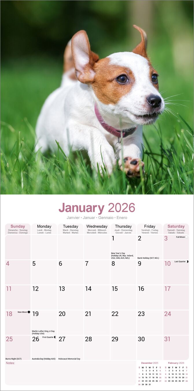 Avonside Kalender 26 Jack Russell Int as