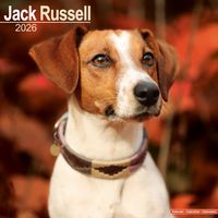 Avonside Kalender 26 Jack Russell Int as