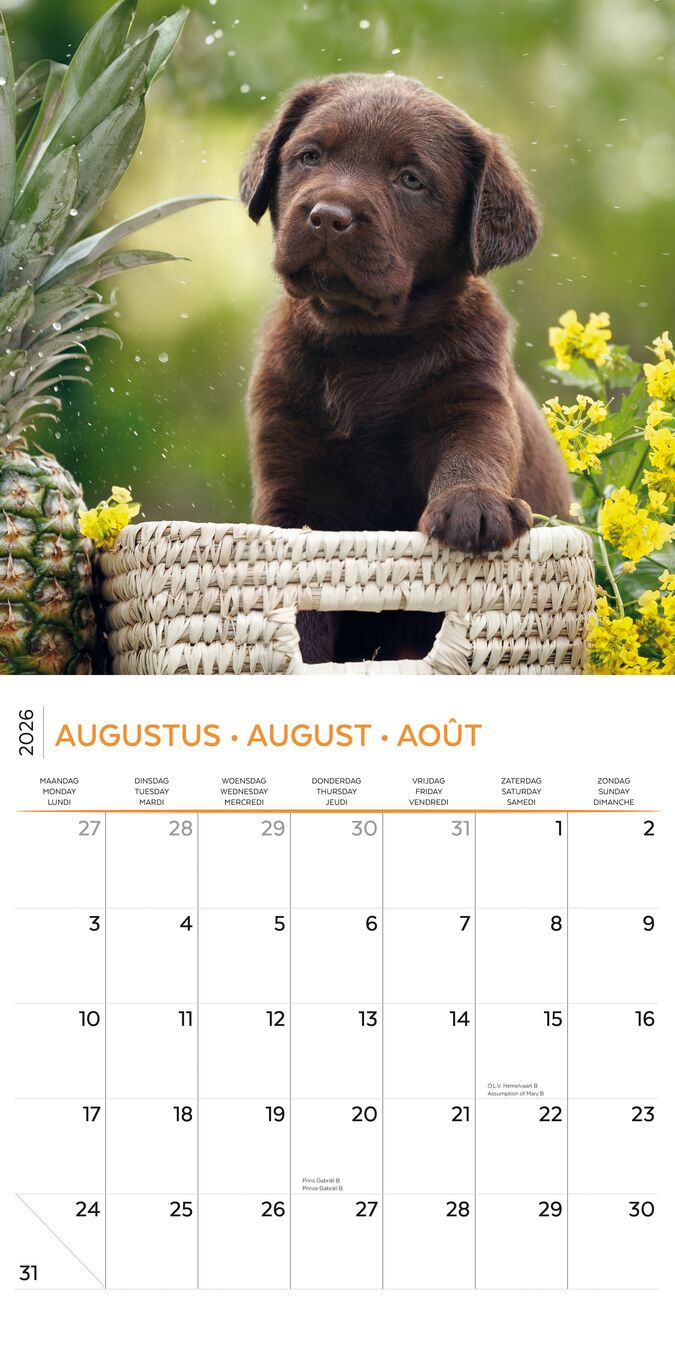 Plenty Gifts Kalender 26 Lab Pup pg