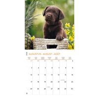 Plenty Gifts Kalender 26 Lab Pup pg