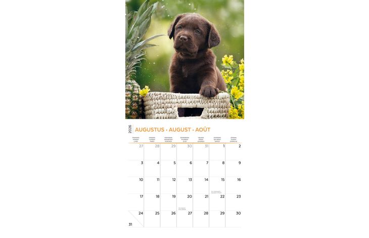 Plenty Gifts Kalender 26 Lab Pup pg