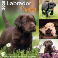 Plenty Gifts Kalender 26 Lab Pup pg
