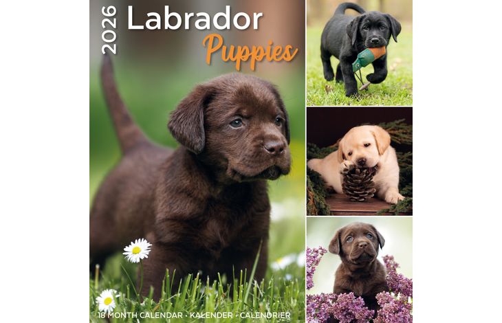 Plenty Gifts Kalender 26 Lab Pup pg