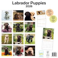 Plenty Gifts Kalender 26 Lab Pup pg