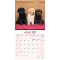 Avonside Kalender 26 Lab Retrievers as